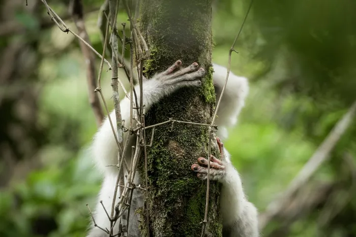 Framed Print : Silky sifaka (Propithecus candidus) climbing up a tree, Marojejy National Park, Madagascar. Critically endangered Framed Print : Silky sifaka (Propithecus candidus) climbing up a tree, Marojejy National Park, Madagascar. Critically endangered