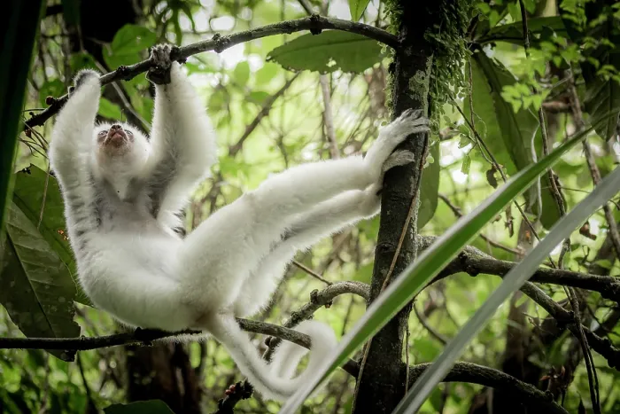 Framed Print : Silky sifaka (Propithecus candidus) hanging from a branch, Marojejy National Park, Madagascar. Critically endangered Framed Print : Silky sifaka (Propithecus candidus) hanging from a branch, Marojejy National Park, Madagascar. Critically endangered