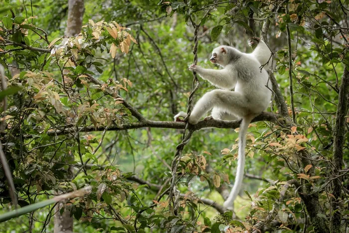 Framed Print : Silky sifaka (Propithecus candidus) sitting in a tree, Marojejy National Park, Madagascar. Critically endangered Framed Print : Silky sifaka (Propithecus candidus) sitting in a tree, Marojejy National Park, Madagascar. Critically endangered