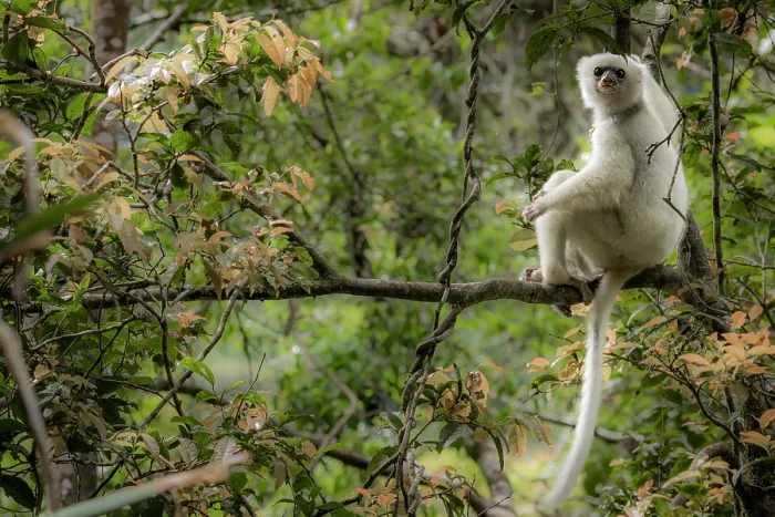 Framed Print : Silky sifaka (Propithecus candidus) sitting in a tree, Marojejy National Park, Madagascar. Critically endangered Framed Print : Silky sifaka (Propithecus candidus) sitting in a tree, Marojejy National Park, Madagascar. Critically endangered