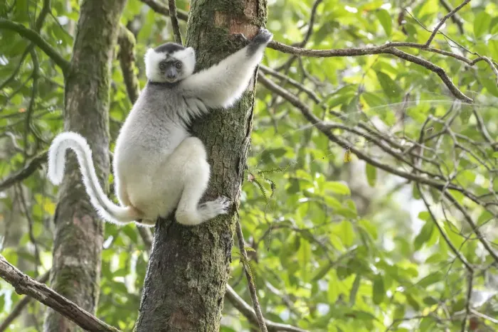 Framed Print : Silky sifaka (Propithecus candidus) in tree, Marojejy National Park, Madagascar Framed Print : Silky sifaka (Propithecus candidus) in tree, Marojejy National Park, Madagascar