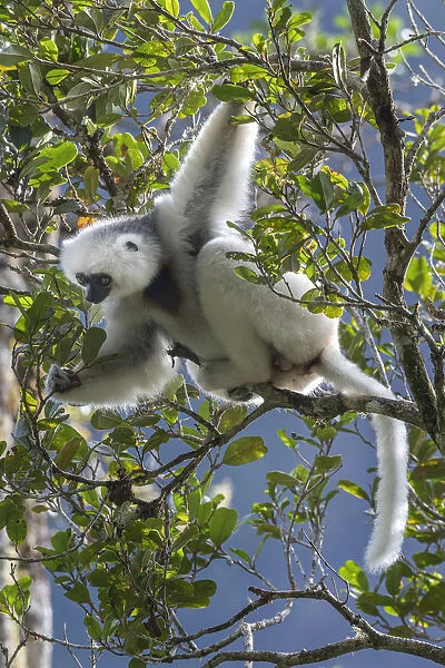 Silky sifaka (Propithecus candidus) in tree, Marojejy National Park, Madagascar