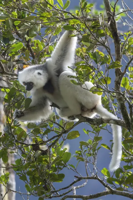 Framed Print : Silky sifaka (Propithecus candidus) in tree, Marojejy National Park, Madagascar