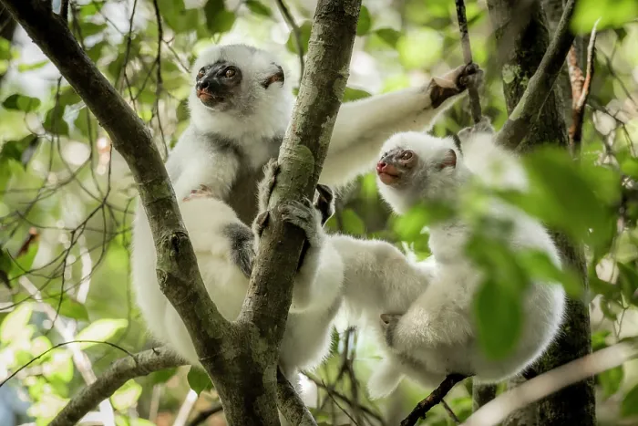Framed Print : Two Silky sifakas (Propithecus candidus) sitting in a tree, Marojejy National Park, Madagascar. Critically endangered Framed Print : Two Silky sifakas (Propithecus candidus) sitting in a tree, Marojejy National Park, Madagascar. Critically endangered