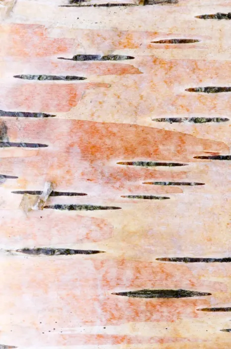 Framed Print : Detail of silver birch bark {Betula verrucosa}, May, Songli, Sor-Trondelag, Norway Framed Print : Detail of silver birch bark {Betula verrucosa}, May, Songli, Sor-Trondelag, Norway