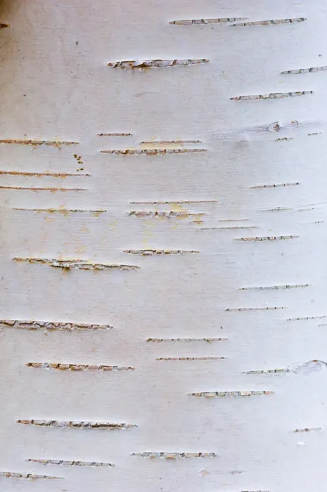 Framed Print : Detail of silver birch bark {Betula verrucosa}, May, Songli, Sor-Trondelag, Norway Framed Print : Detail of silver birch bark {Betula verrucosa}, May, Songli, Sor-Trondelag, Norway