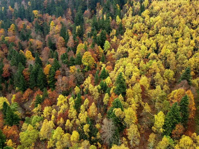 Framed Print : Silver birch (Betula pendula), European beech (Fagus sylvatica) and European silver fir (Abies alba) forest in autumn, Varrados valley, Aran Valley, Pyrenees mountains, Catalonia Framed Print : Silver birch (Betula pendula), European beech (Fagus sylvatica) and European silver fir (Abies alba) forest in autumn, Varrados valley, Aran Valley, Pyrenees mountains, Catalonia