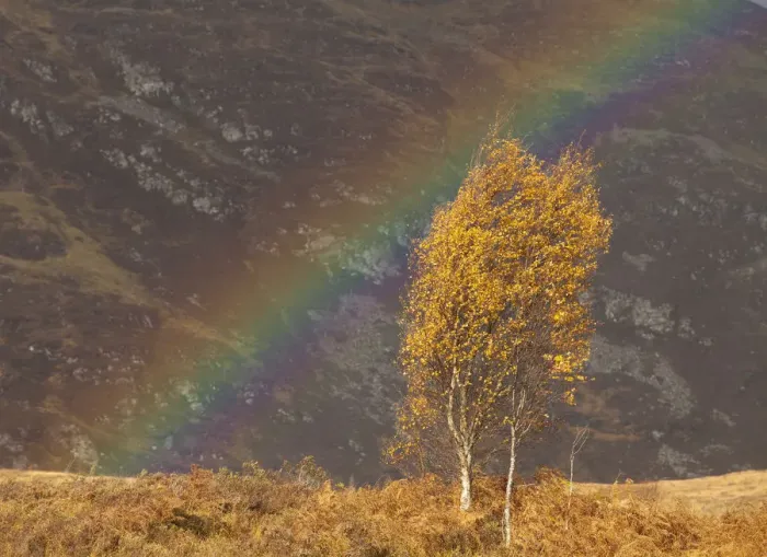 Framed Print : Silver birch (Betula pendula) in autumn, with rainbow, Creag Meagaidh NNR, Scotland Framed Print : Silver birch (Betula pendula) in autumn, with rainbow, Creag Meagaidh NNR, Scotland