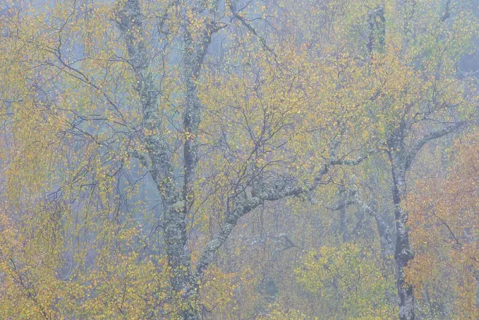 Framed Print : Silver birch (Betula pendula) in autumn fog, Glen Affric National Nature Reserve, Werter Ross, Scotland, UK. October Framed Print : Silver birch (Betula pendula) in autumn fog, Glen Affric National Nature Reserve, Werter Ross, Scotland, UK. October