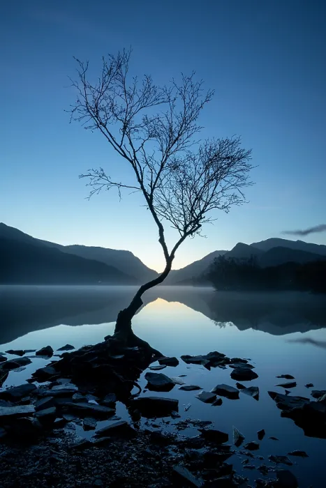 Framed Print : Silver birch (Betula pendula) in blue hour dawn light with Snowdon / Yr Wyddfa in background, Llyn Padarn, Llanberis, Eryri National Park / Snowdonia, North Wales, UK Framed Print : Silver birch (Betula pendula) in blue hour dawn light with Snowdon / Yr Wyddfa in background, Llyn Padarn, Llanberis, Eryri National Park / Snowdonia, North Wales, UK