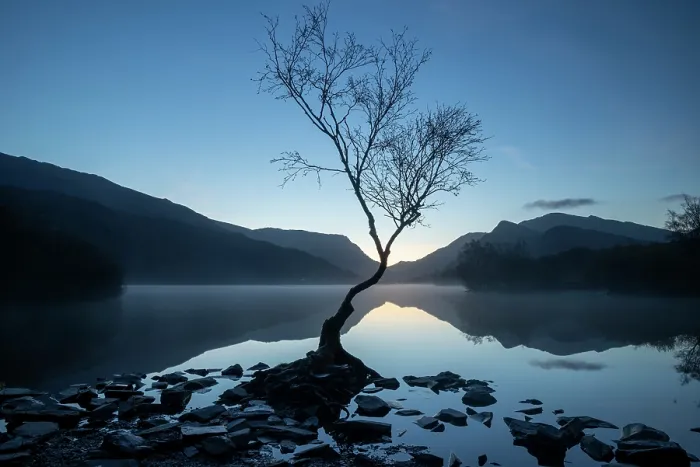 Framed Print : Silver birch (Betula pendula) in blue hour dawn light with Snowdon / Yr Wyddfa in background, Llyn Padarn, Llanberis, Eryri National Park / Snowdonia, North Wales, UK Framed Print : Silver birch (Betula pendula) in blue hour dawn light with Snowdon / Yr Wyddfa in background, Llyn Padarn, Llanberis, Eryri National Park / Snowdonia, North Wales, UK