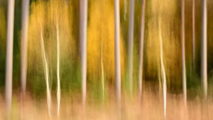 Framed Print : Silver birch (Betula pendula) and conifers creatively blurred using ICM (Intentional
