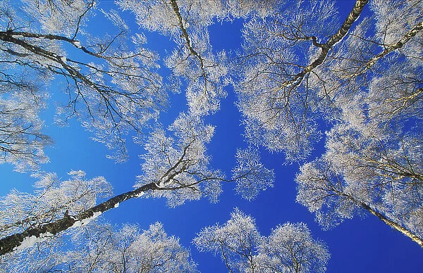 Silver birch (Betula pendula) trees coated in hoar frost in winter, view up into canopy against blue sky, UK. January