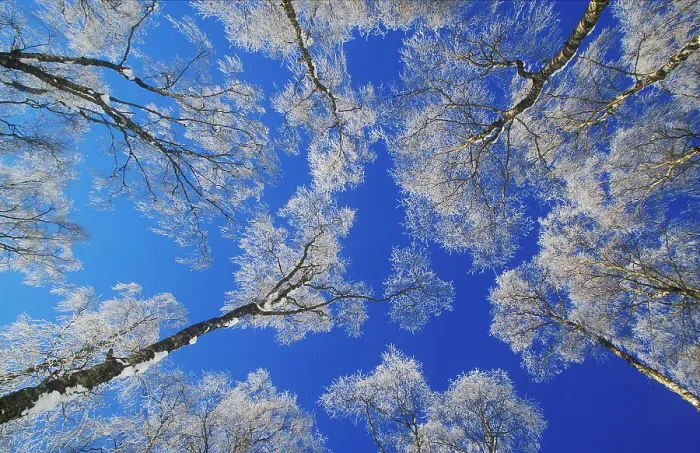 Framed Print : Silver birch (Betula pendula) trees coated in hoar frost in winter, view up into canopy against blue sky, UK. January Framed Print : Silver birch (Betula pendula) trees coated in hoar frost in winter, view up into canopy against blue sky, UK. January