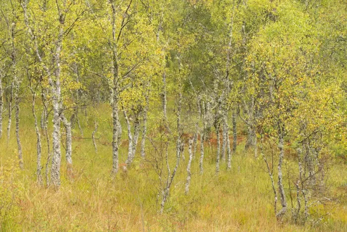Framed Print : Silver birch (Betula pendula) trees in early autumn, Craigellachie National Nature Reserve Framed Print : Silver birch (Betula pendula) trees in early autumn, Craigellachie National Nature Reserve