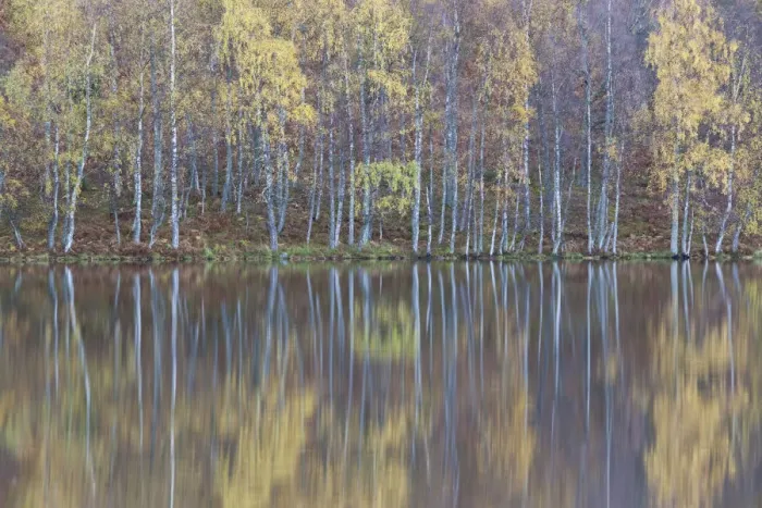 Framed Print : Silver birch (Betula pendula) trees with reflections in autumn, Loch Pityoulish, Cairngorms NP Framed Print : Silver birch (Betula pendula) trees with reflections in autumn, Loch Pityoulish, Cairngorms NP
