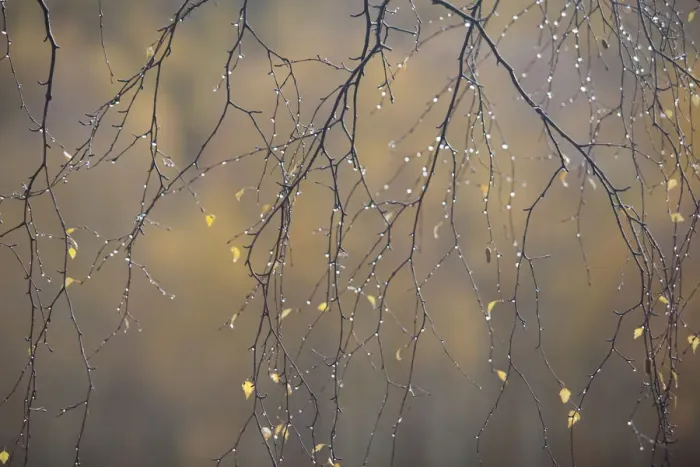 Framed Print : Silver birch (Betula pendula) twigs in autumn, with droplets of moisture, Craigellachie NNR Framed Print : Silver birch (Betula pendula) twigs in autumn, with droplets of moisture, Craigellachie NNR