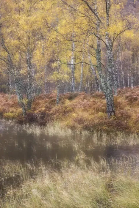 Framed Print : Silver birch (Betula pendula) woodland in autumn, Craigellachie National Nature Reserve Framed Print : Silver birch (Betula pendula) woodland in autumn, Craigellachie National Nature Reserve
