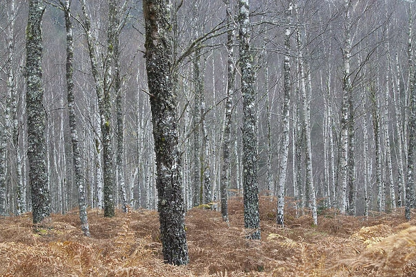 Silver birch (Betula pendula) woodland in autumn, Glen Moriston, Scotland, UK, October