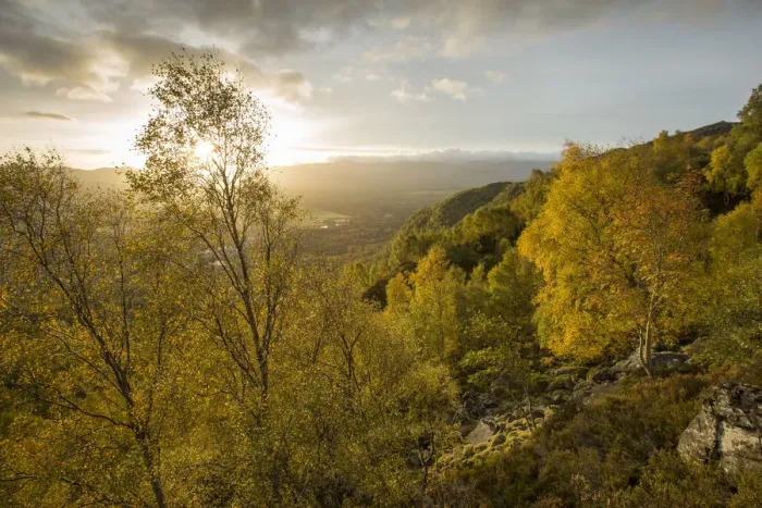 Framed Print : Silver birch (Betula pendula) woodland in early autumn, Craigellachie National Nature Reserve Framed Print : Silver birch (Betula pendula) woodland in early autumn, Craigellachie National Nature Reserve