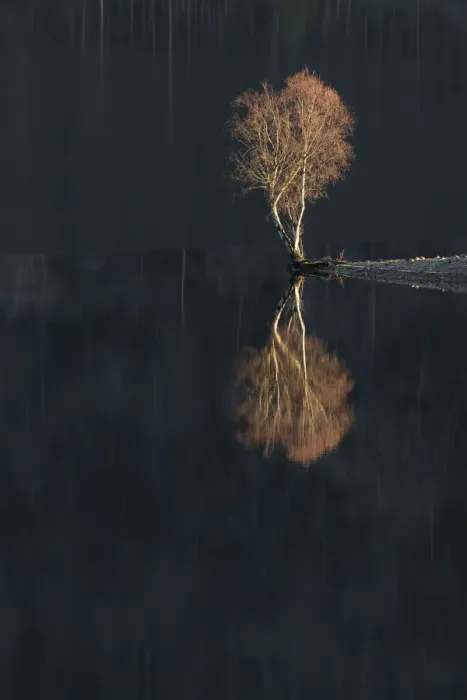 Framed Print : Silver Birch (Betula verrucosa) reflected in Loch Beinn a Mheadhoin Framed Print : Silver Birch (Betula verrucosa) reflected in Loch Beinn a Mheadhoin