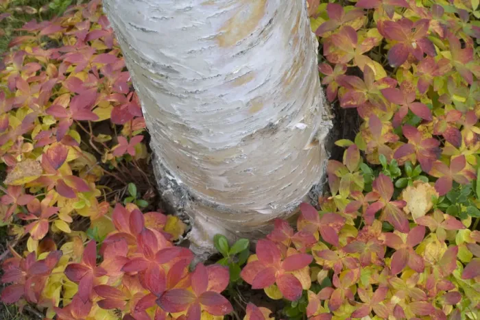 Framed Print : Silver birch (Betula verrucosa) trunk in sea of Eurasian dwarf cornel (Cornus suecica) Framed Print : Silver birch (Betula verrucosa) trunk in sea of Eurasian dwarf cornel (Cornus suecica)
