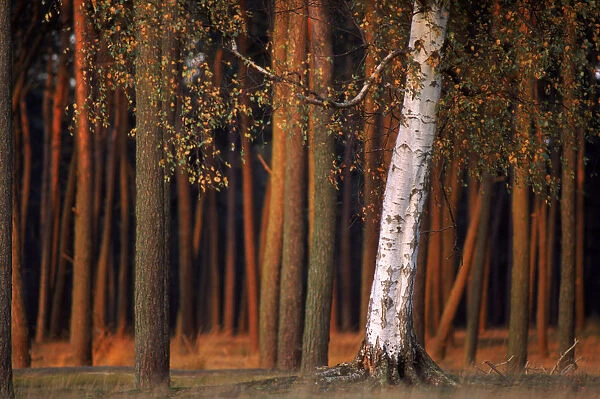 Silver birch tree {Betula verrucosa} at edge of pine wood Kalmthout, Belgium