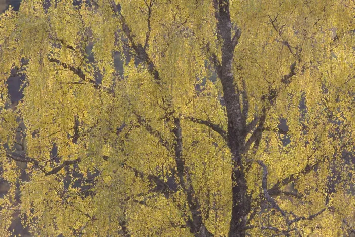Framed Print : Silver birch trees {Betula pendula} in autumn, Glen Strathfarrar NNR, Scotland, UK Framed Print : Silver birch trees {Betula pendula} in autumn, Glen Strathfarrar NNR, Scotland, UK