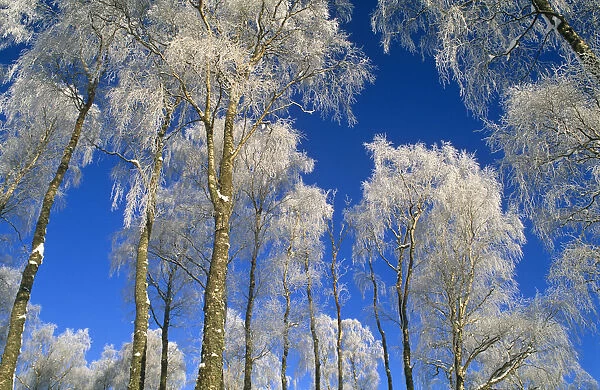 Silver birch trees coated in hoar frost {Betula verrucosa} Strathspey, Scotland, UK