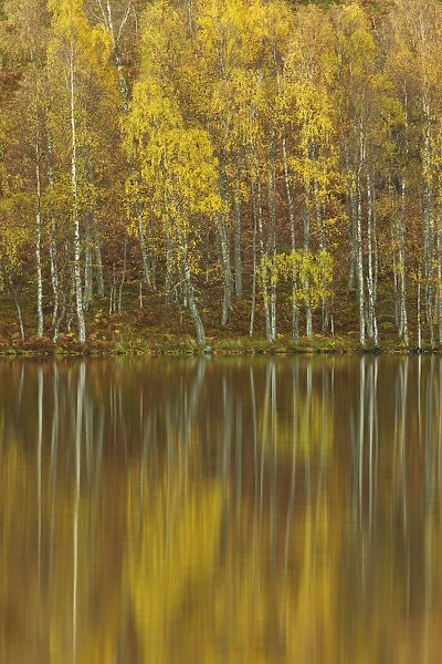 Silver birches (Betula pendula) reflected in Loch Pityoulish in autumn, Cairngorms National Park