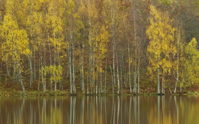Framed Print : Silver birches (Betula pendula) reflected in Loch Pityoulish in autumn, Cairngorms National Park Framed Print : Silver birches (Betula pendula) reflected in Loch Pityoulish in autumn, Cairngorms National Park