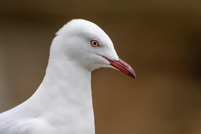 Framed Print : Silver gull (Chroicocephalus novaehollandiae) head portrait, Port Philip Bay, Sandringham, Victoria, Australia Framed Print : Silver gull (Chroicocephalus novaehollandiae) head portrait, Port Philip Bay, Sandringham, Victoria, Australia