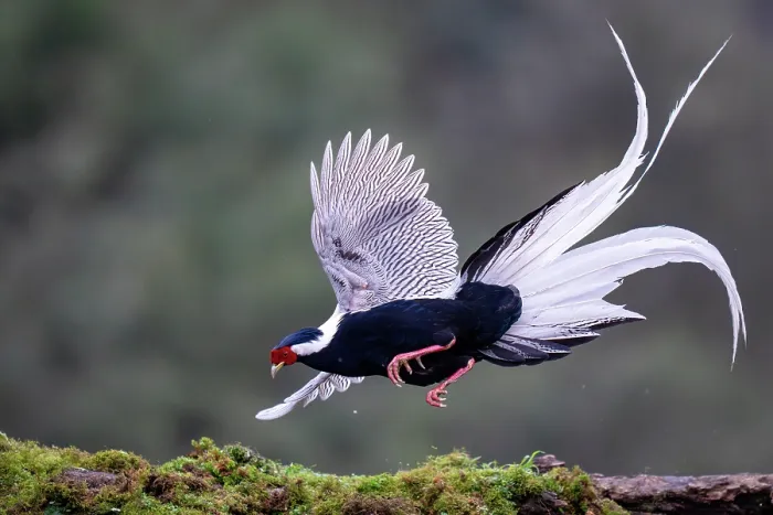 Framed Print : Silver pheasant (Lophura nycthemera) male, landing on the ground, Long Hua Nature Reserve, Bohai, Sichuan, China Framed Print : Silver pheasant (Lophura nycthemera) male, landing on the ground, Long Hua Nature Reserve, Bohai, Sichuan, China
