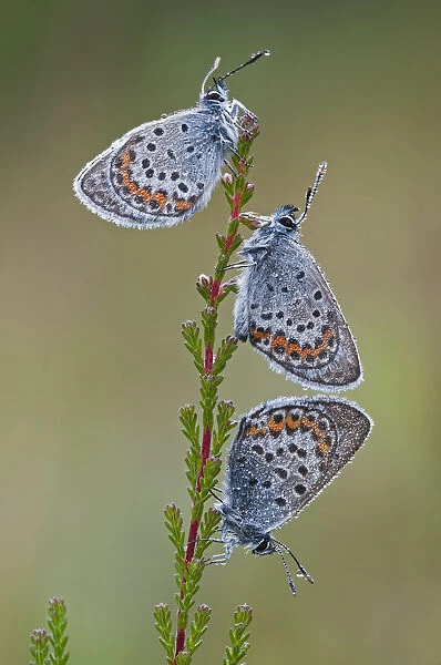 Three Silver studded blue butterflies (Plebejus argus) covered in dew, Klein Schietveld