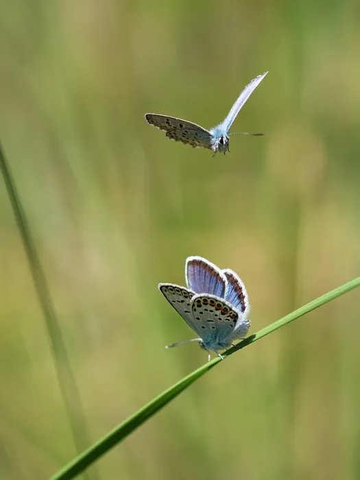 Framed Print : Two Silver studded blue butterflies (Plebejus argus) males, resting on stem and in flight, Upper Bavaria, Germany. July Framed Print : Two Silver studded blue butterflies (Plebejus argus) males, resting on stem and in flight, Upper Bavaria, Germany. July