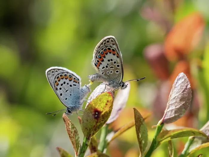 Framed Print : Silver studded blue butterflies (Plebejus argus) pair, male left, mating, Upper Bavaria, Germany. July