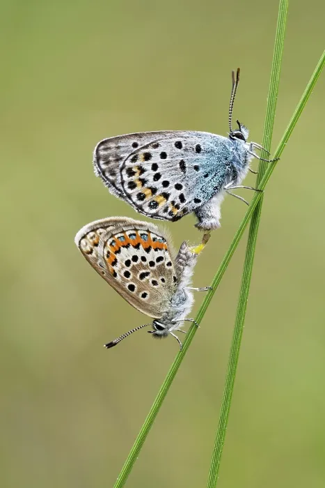 Framed Print : Silver studded blue butterflies (Plebejus argus) pair, male top, mating on grass stem, Upper Bavaria, Germany. July Framed Print : Silver studded blue butterflies (Plebejus argus) pair, male top, mating on grass stem, Upper Bavaria, Germany. July