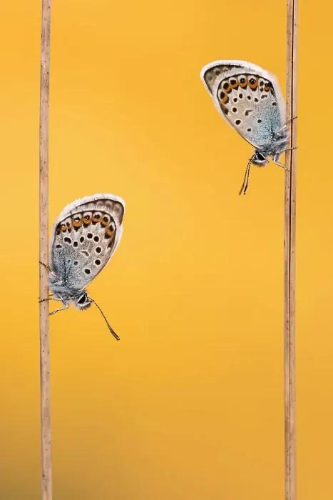 Framed Print : Silver-studded blue butterflies (Plebejus argus) resting on grass and backlit by the sun, Upton Towans, Cornwall, UK. June 2017 Framed Print : Silver-studded blue butterflies (Plebejus argus) resting on grass and backlit by the sun, Upton Towans, Cornwall, UK. June 2017