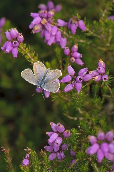 Silver-studded blue butterfly (Plebeius argus) well-worn male at rest on Bell heather