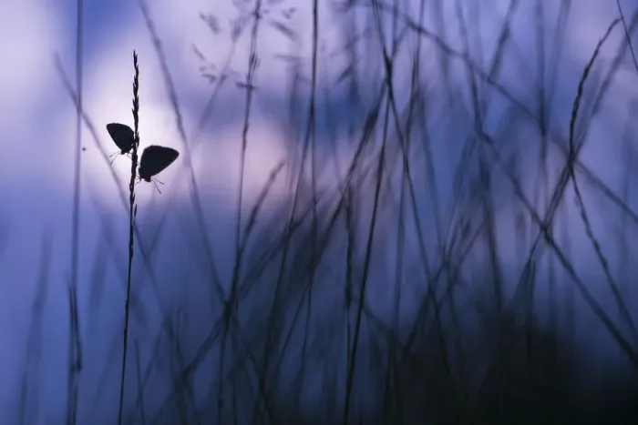Framed Print : Silver-studded blue butterfly (Plebejus argus), two resting amongst grasses, in morning Framed Print : Silver-studded blue butterfly (Plebejus argus), two resting amongst grasses, in morning