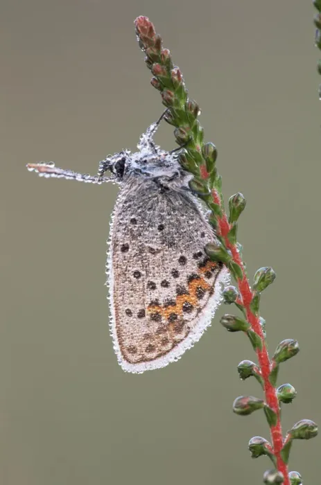 Framed Print : Silver studded blue butterfly {Plebejus argus} Kalmthoutse Heide, Belgium Framed Print : Silver studded blue butterfly {Plebejus argus} Kalmthoutse Heide, Belgium