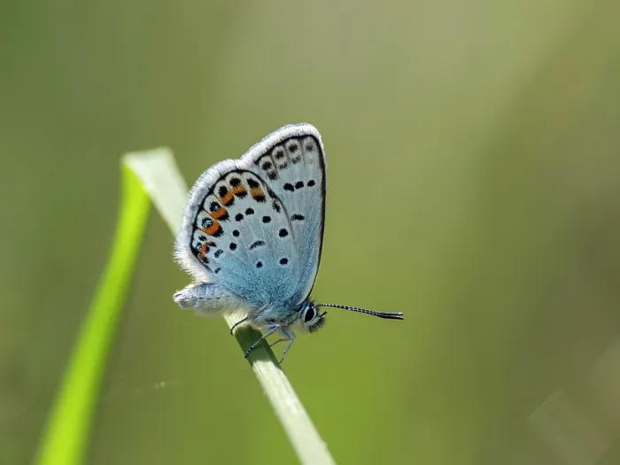 Framed Print : Silver studded blue butterfly (Plebejus argus) male, resting on grass stem, Upper Bavaria, Germany Framed Print : Silver studded blue butterfly (Plebejus argus) male, resting on grass stem, Upper Bavaria, Germany