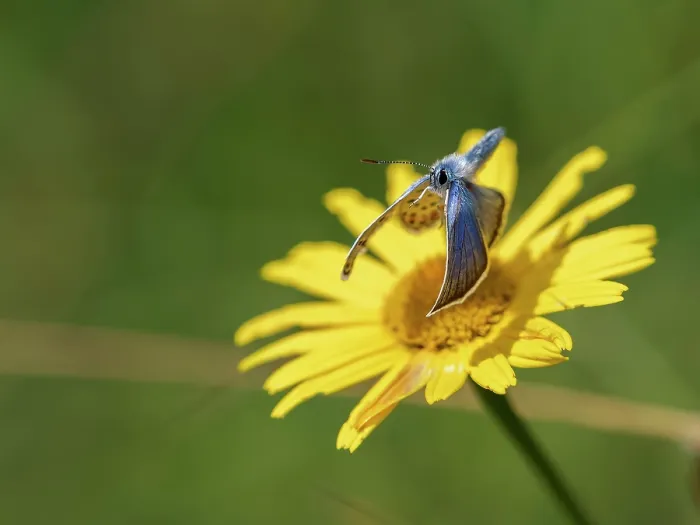 Framed Print : Silver-studded blue butterfly (Plebejus argus) male, taking flight from a flower, Upper Bavaria, Germany. July