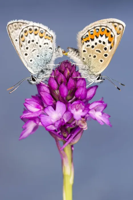 Framed Print : Silver-studded blue butterfly (Plebejus argus) pair mating, resting on a Pyrimidal orchid Framed Print : Silver-studded blue butterfly (Plebejus argus) pair mating, resting on a Pyrimidal orchid