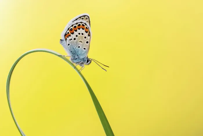 Framed Print : Silver studded blue butterfly (Plebejus argus) resting on grass blade, Gwithian Towans, Cornwall, UK. June
