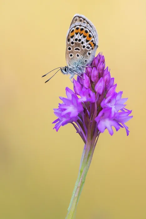 Framed Print : Silver-studded blue butterfly (Plebejus argus) roosting on a Pyrimidal orchid (Anacamptis pyramidalis) flower, Gwithian, Cornwall, England, UK. June Framed Print : Silver-studded blue butterfly (Plebejus argus) roosting on a Pyrimidal orchid (Anacamptis pyramidalis) flower, Gwithian, Cornwall, England, UK. June