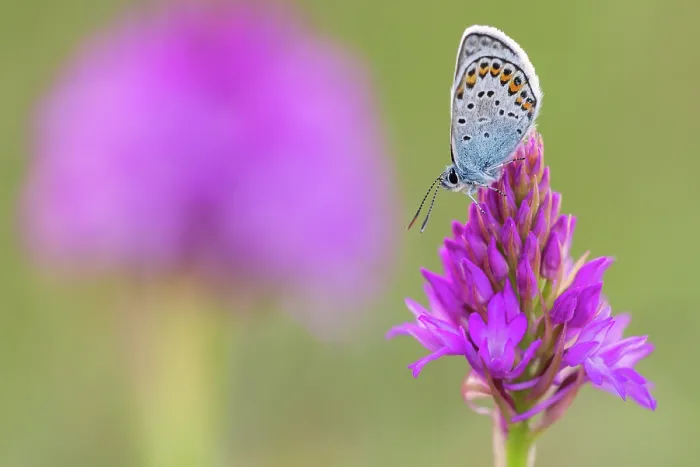 Framed Print : Silver-studded blue butterfly (Plebejus argus) roosting on a Pyrimidal orchid (Anacamptis pyramidalis) flower, Gwithian, Cornwall, England, UK. June Framed Print : Silver-studded blue butterfly (Plebejus argus) roosting on a Pyrimidal orchid (Anacamptis pyramidalis) flower, Gwithian, Cornwall, England, UK. June