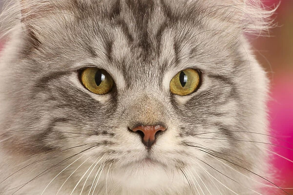 Silver tabby cat, Blaze, age 10 months, portrait