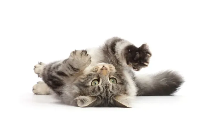 Framed Print : Silver tabby cat, Freya, age 5 months, rolling on her back Framed Print : Silver tabby cat, Freya, age 5 months, rolling on her back