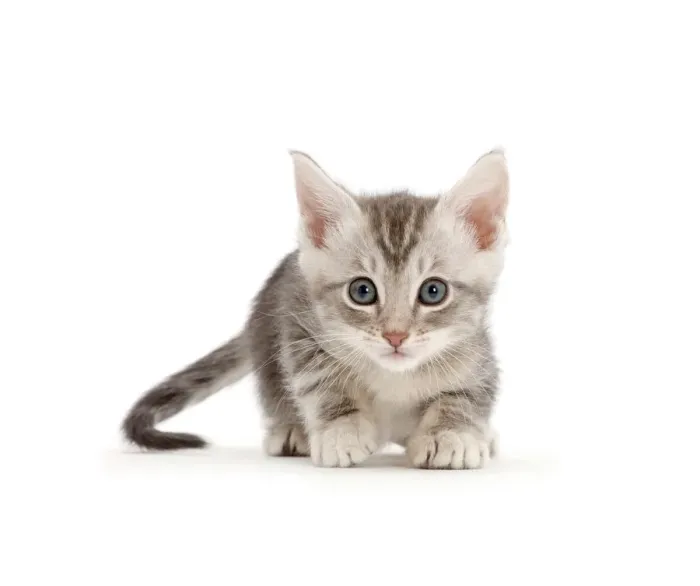 Framed Print : Silver tabby kitten Framed Print : Silver tabby kitten